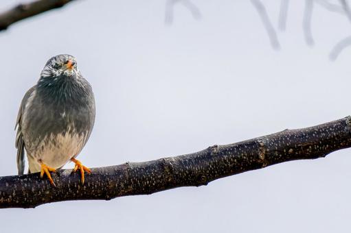 枝にとまるムクドリ・コピースペース 枝にとまるムクドリ・コピースペース ムクドリ,椋鳥,野鳥の写真素材