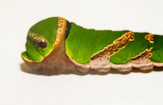 揚羽蝶の幼虫の写真