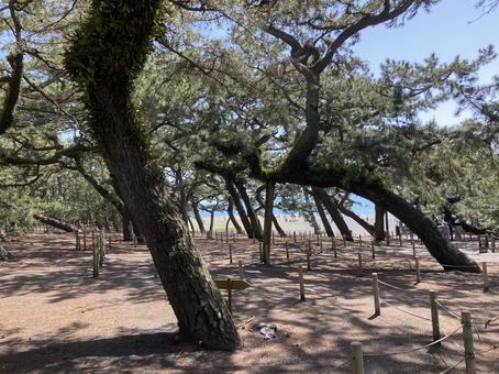 三保の松原の写真