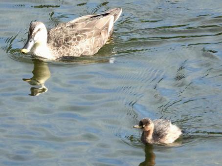 川面を泳ぐカイツブリとカモ 川面を泳ぐカイツブリとカモの写真
