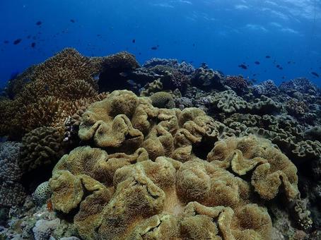 沖縄の海 水中写真,海,海の中の写真素材