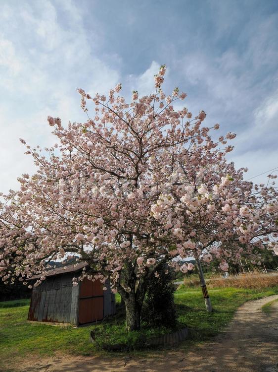 桜のある風景 桜,さくら,咲くの写真素材