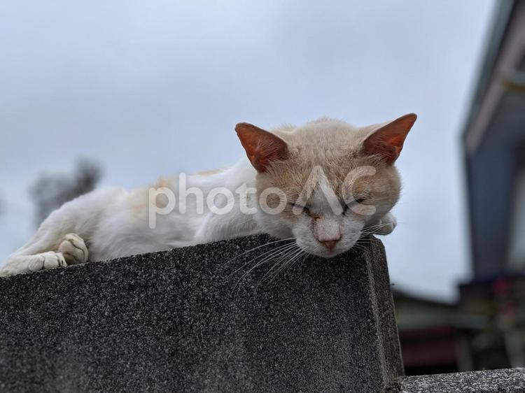 塀の上でうたた寝 猫,ねこ,ネコの写真素材