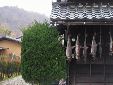 軒下に吊り下げられた鮭 軒下に吊り下げられた鮭 鮭,塩引鮭,村上市の写真素材