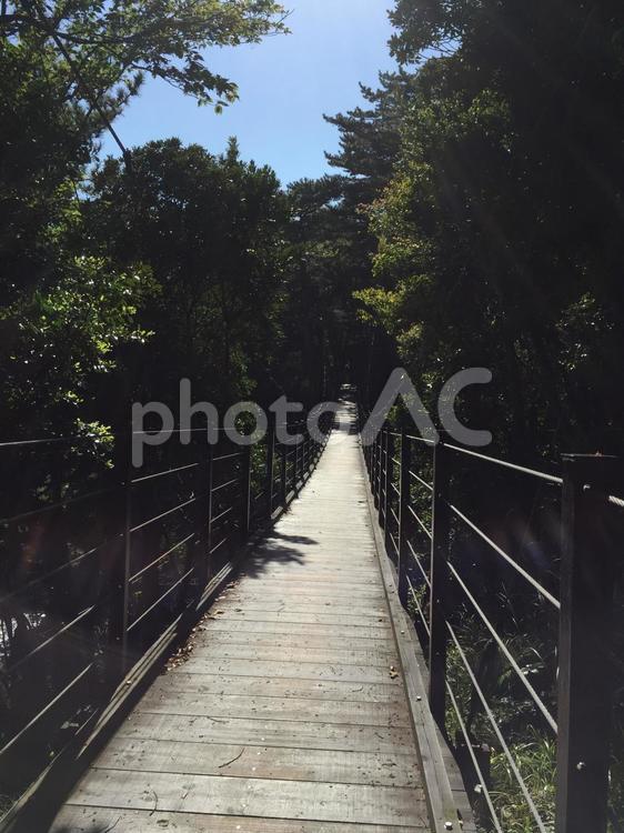 森の中の吊り橋 夏,観光,森の写真素材