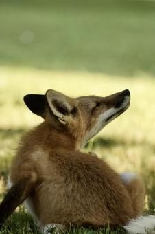 Fox, JPG Fox, JPG