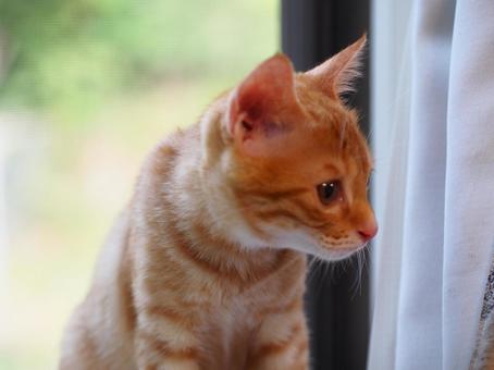 A cat that is curious about something, JPG
