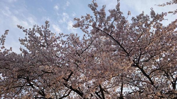 Sunset / Cherry blossoms in full bloom - Part 2, JPG Sunset / Cherry blossoms in full bloom - Part 2, JPG
