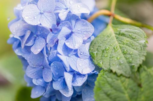 紫陽花 紫陽花の写真