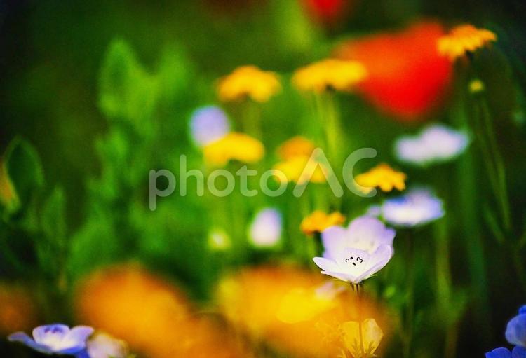 ネモフィラと初夏の花々 フラワー,春,springの写真素材