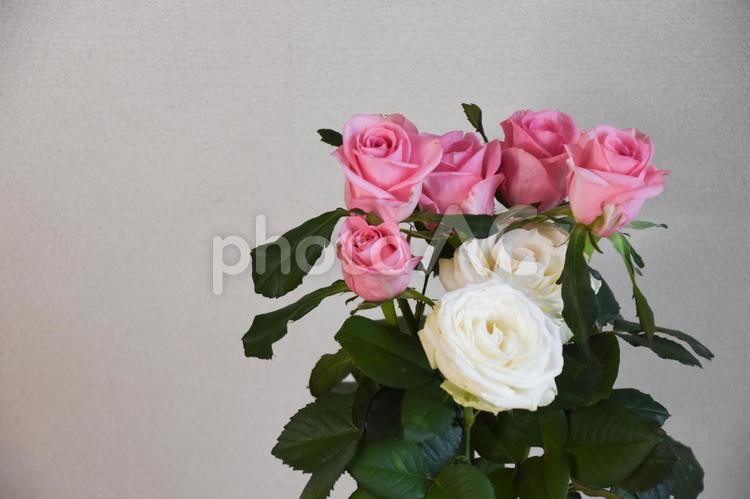 白とピンクのばら 白,ばら,薔薇の写真素材