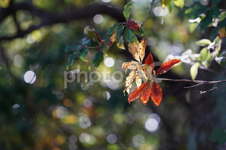 宮島の風景（紅葉）｜広島県廿日市 宮島,広島県,廿日市の写真素材