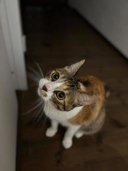 ねらう三毛猫 ねらう三毛猫の写真