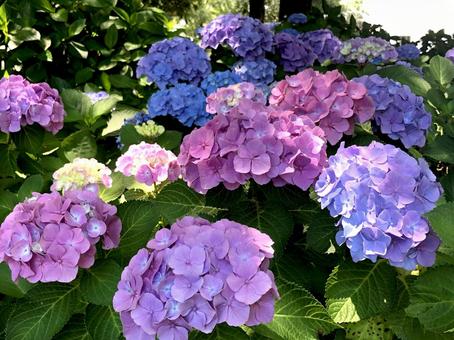 hydrangea, JPG
