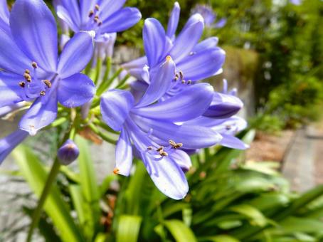 Photo, agapanthus, purple clam, blue, 