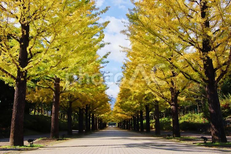秋の公園の風景 紅葉,秋,旅の写真素材