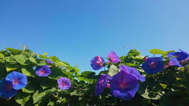 朝顔と空 朝顔と空の写真