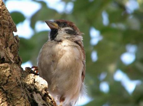 Sparrow 7, sparrow, sparrow, bird, JPG