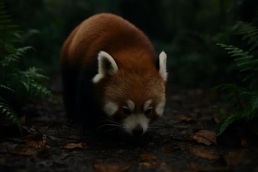 林床を進むレッサーパンダ 林床を進むレッサーパンダの写真