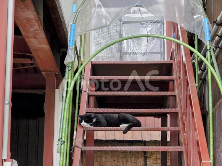 階段でまったりする猫 猫,ネコ,地域猫の写真素材
