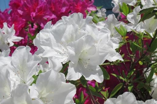郊外の植え込みに開く白とピンクのツツジ 郊外の植え込みに開く白とピンクのツツジ ツツジ,花,植物の写真素材