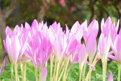コルチカム コルチカム コルチカム,花,ピンクの写真素材