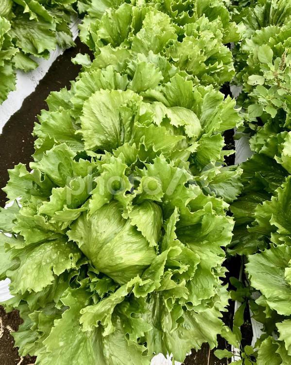 レタスが綺麗 レタス,野菜,葉野菜の写真素材