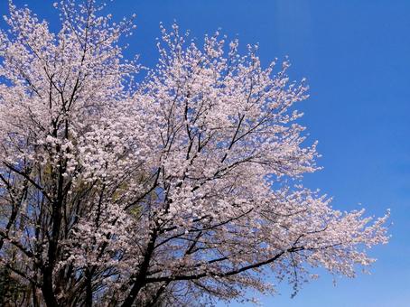 Cherry blossoms and blue sky, JPG
