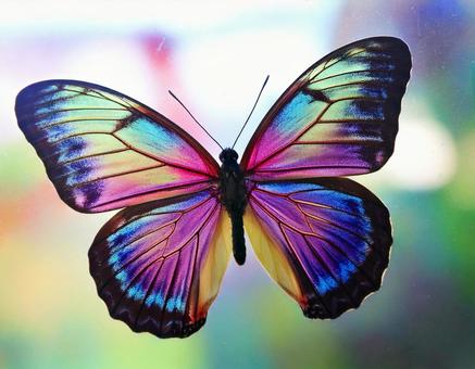 鮮やかな虹色の蝶の写真