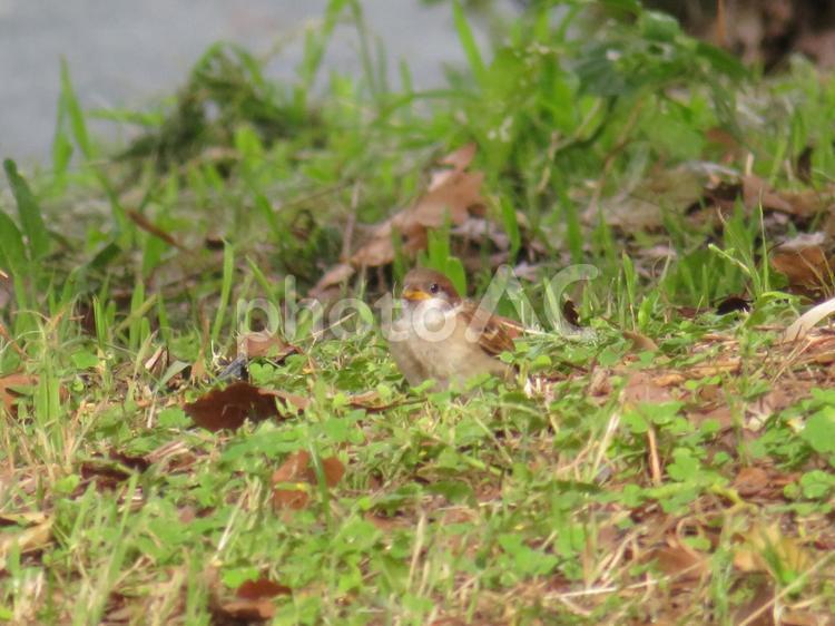 一羽のスズメの幼鳥 雀,幼鳥,ヒナの写真素材