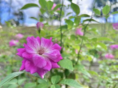 バラ バラ,ピンク,花の写真素材