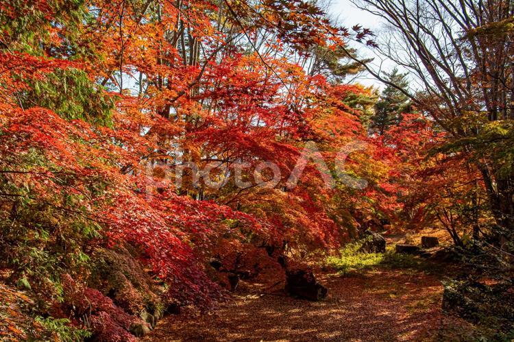 秋の陽光に映える紅葉した木々 紅葉,自然,秋の写真素材