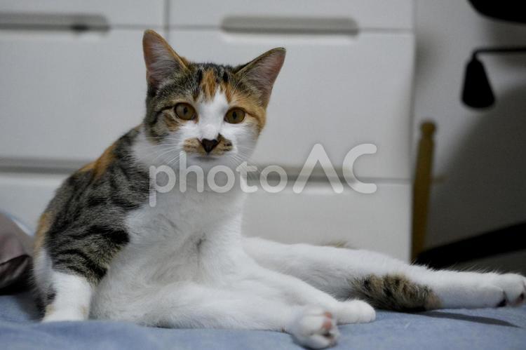 辺な姿勢の生後5ヶ月の三毛柄の子猫 猫,子猫,ネコの写真素材