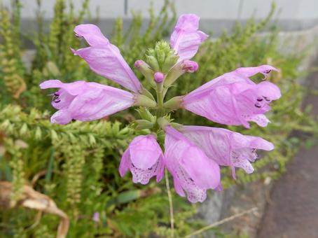 【花の写真】ハナトラノオ（花虎の尾） ハナトラノオ,花虎の尾,植物の写真素材