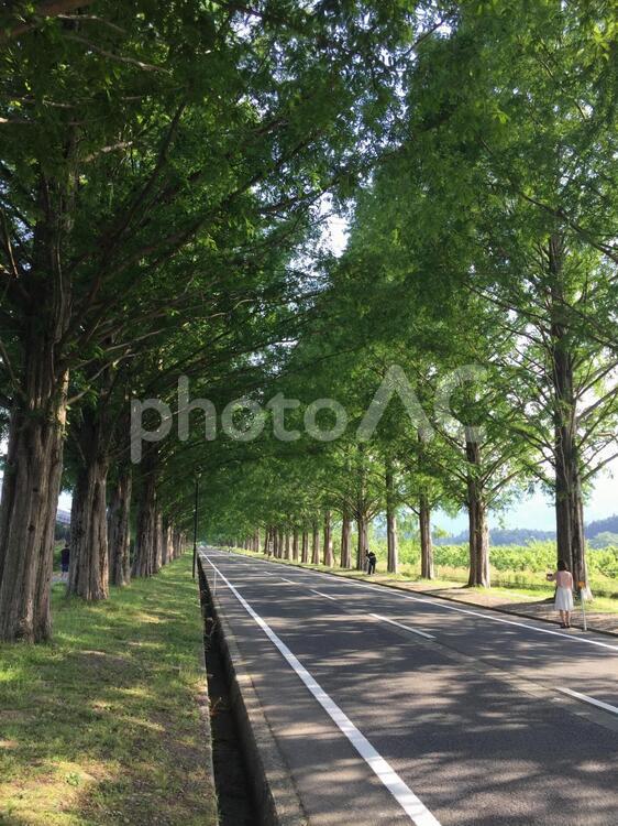 マキノ高原のメタセコイヤ並木 メタセコイヤ並木,並木,なみきの写真素材