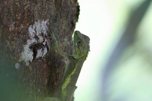キノボリトカゲ やんばるの森 キノボリトカゲ やんばるの森の写真