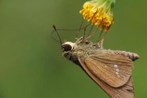 コセンダングサの蜜を吸うチャバネセセリ コセンダングサの蜜を吸うチャバネセセリ 昆虫,虫,自然の写真素材