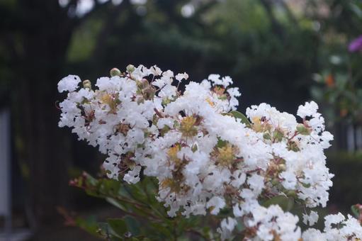 Photo, plant, crisp berry, hundred days red, 