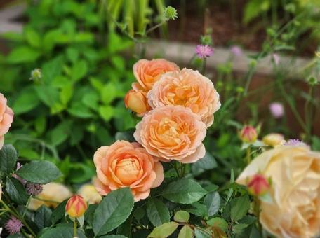 Orange rose (horizontal), JPG