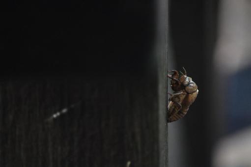empty cicada, JPG empty cicada, JPG