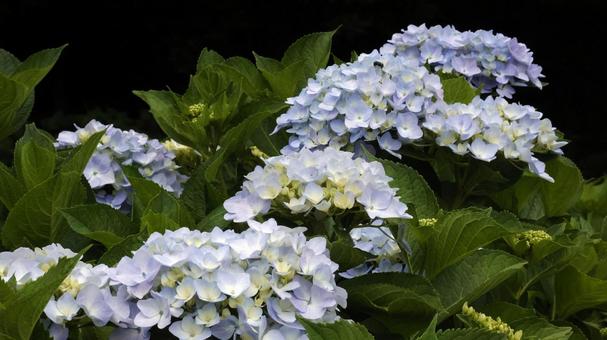 Hydrangea, JPG Hydrangea, JPG