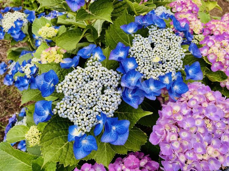 様々な品種のアジサイ アジサイ,花,6月の写真素材