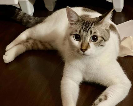 暗闇の中、床で寝そべるシャム系猫様 暗闇の中、床で寝そべるシャム系猫様 猫,シャムトラ,微睡むの写真素材