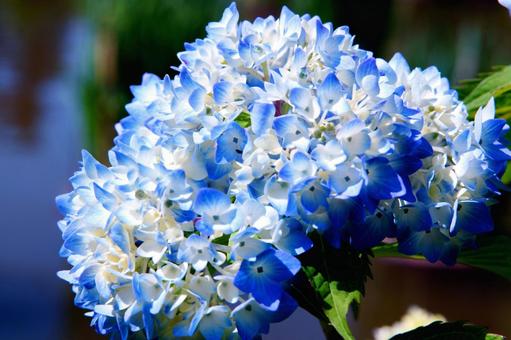 Photo, hydrangea, light blue, blue, 