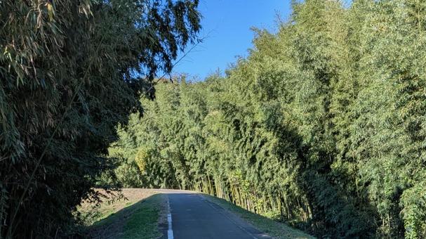 河川敷の風景 河川敷の風景,河川敷,竹林の写真素材