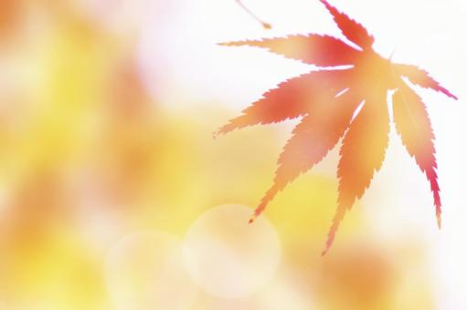 背景 紅葉 もみじ大 背景 紅葉 もみじ大の写真
