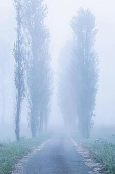 濃霧に包まれた七塚原牧場のポプラ並木 日本,屋外,風景の写真素材