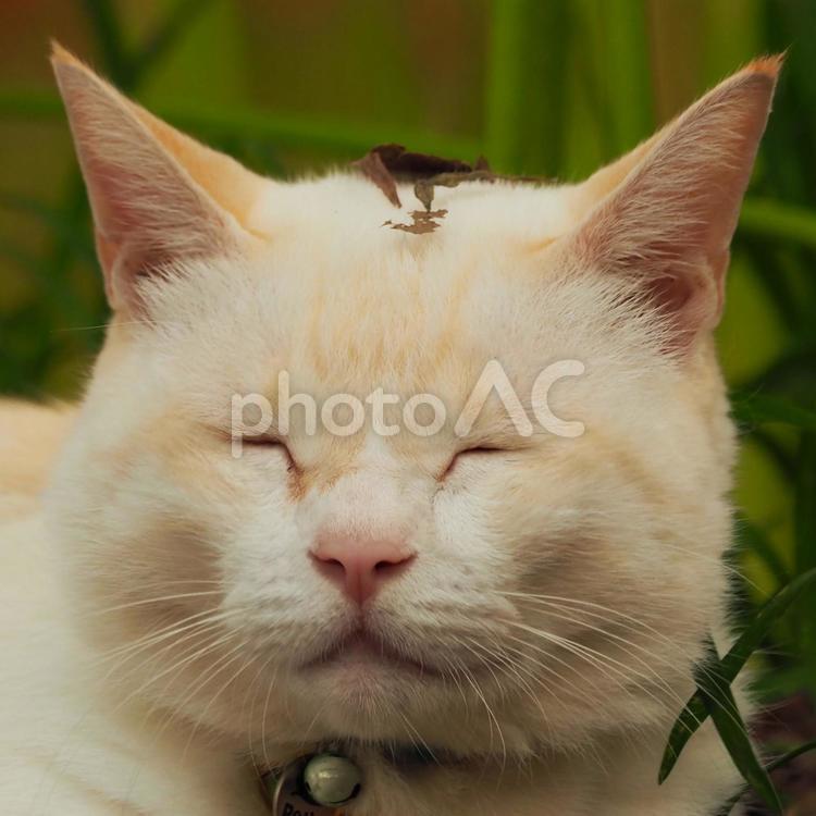 癒し顔のニャンコ 猫,cat,目の写真素材