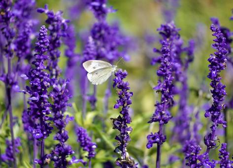 Lavender and butterflies, JPG