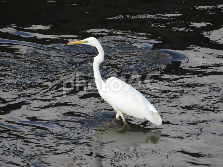 河川に入水して採餌するダイサギ ダイサギ,サギ,しらさぎの写真素材